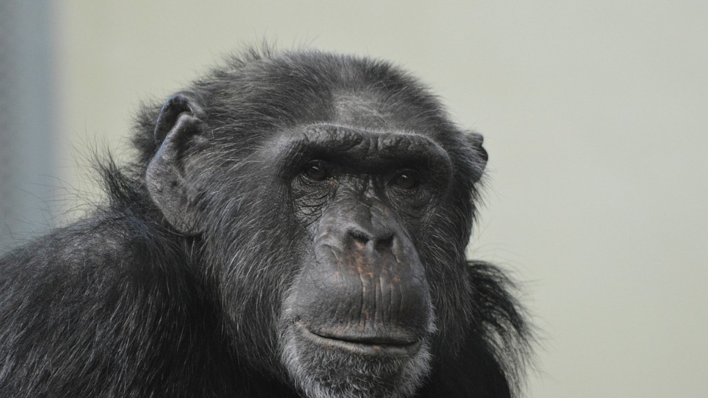 Hebben mensen chimpansee-DNA?