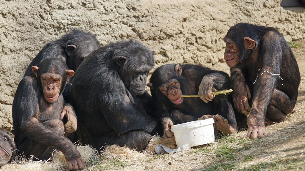 Hoe eet een chimpansee een banaan?