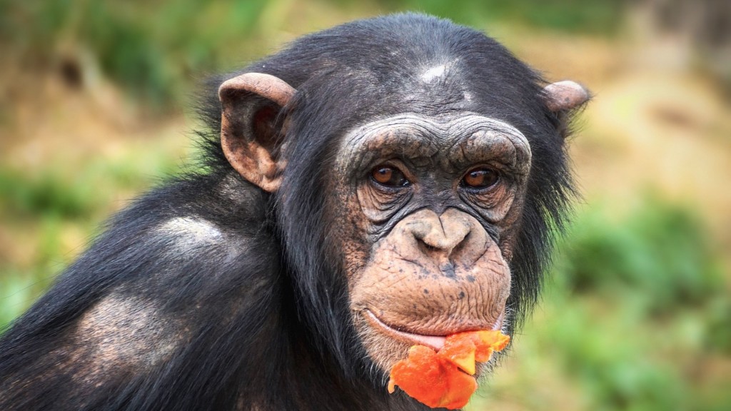 Wat maakt chimpansee-adelaar koe-olifant vergelijkbaar