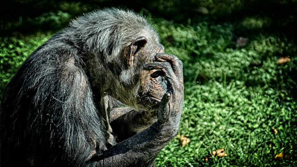 # Wat zijn enkele dingen die een moederchimpansee haar jongen leert?