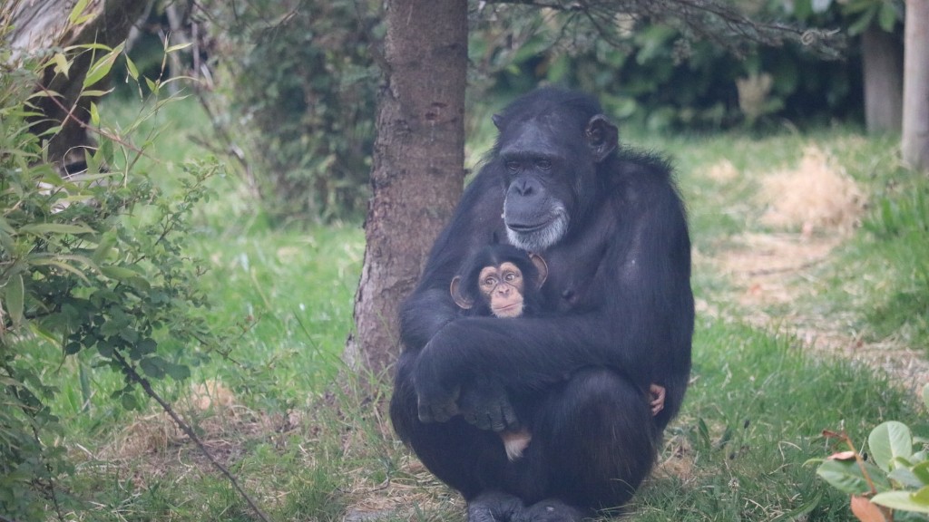 Hoeveel kost een getrainde chimpansee