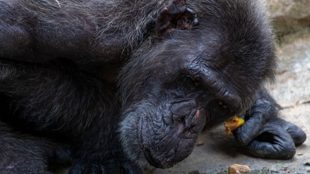 Zijn chimpansees agressief