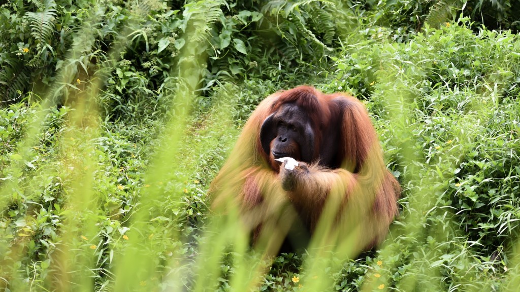 Wat voor soort orang-oetan wordt gevonden in de dierentuin van Phoenix?