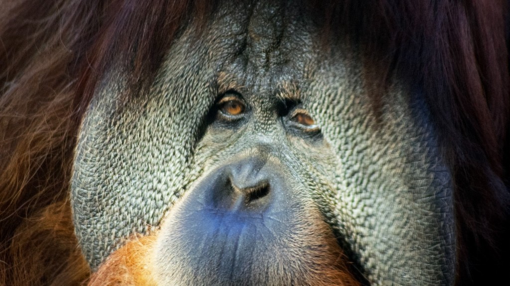 Welke habitat is de Borneose orang-oetan