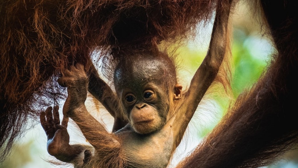 Welke primaat is als een orang-oetan?