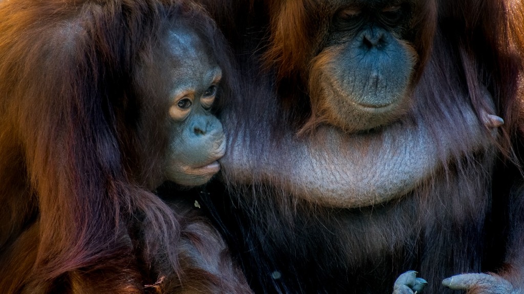 Zegt Animal Planet orang-oetanpoesje?