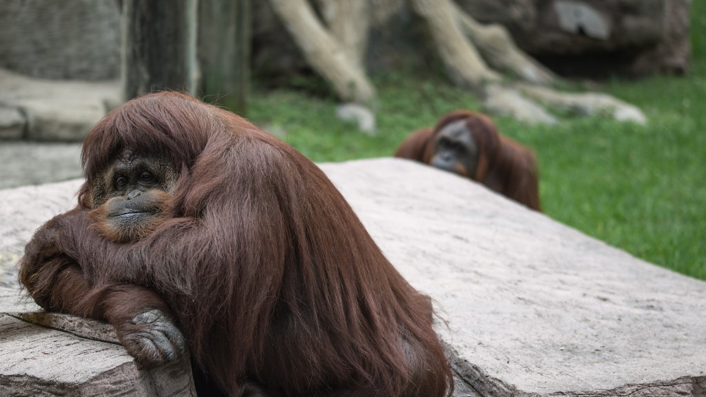 In welke familie bevindt de orang-oetan zich?